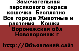 Замечательная персикового окраса кошечка. Бесплатно - Все города Животные и растения » Кошки   . Воронежская обл.,Нововоронеж г.